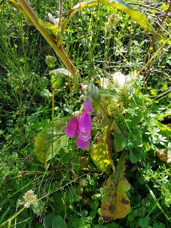 01ere Edition De La Promenade Saint Monon 063