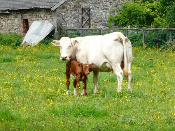 07eme Edition De La BG De Saint Monon 159