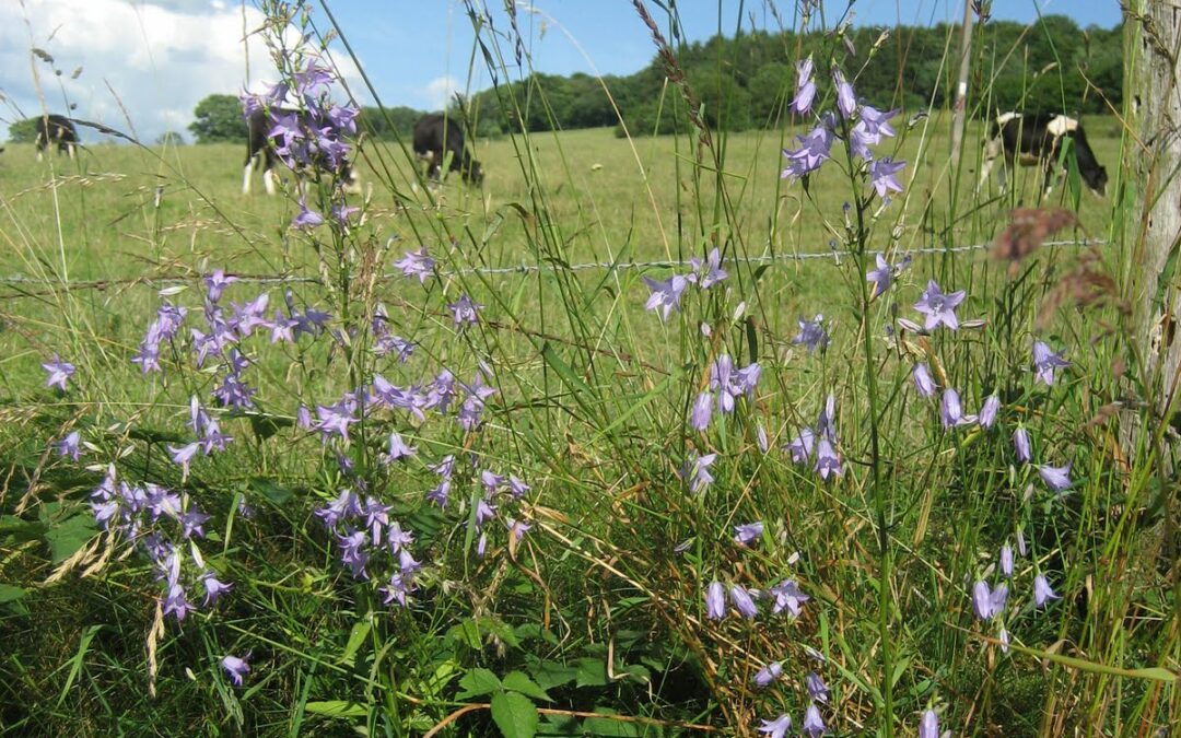 10eme-edition-de-la-BG-de-Saint-Monon