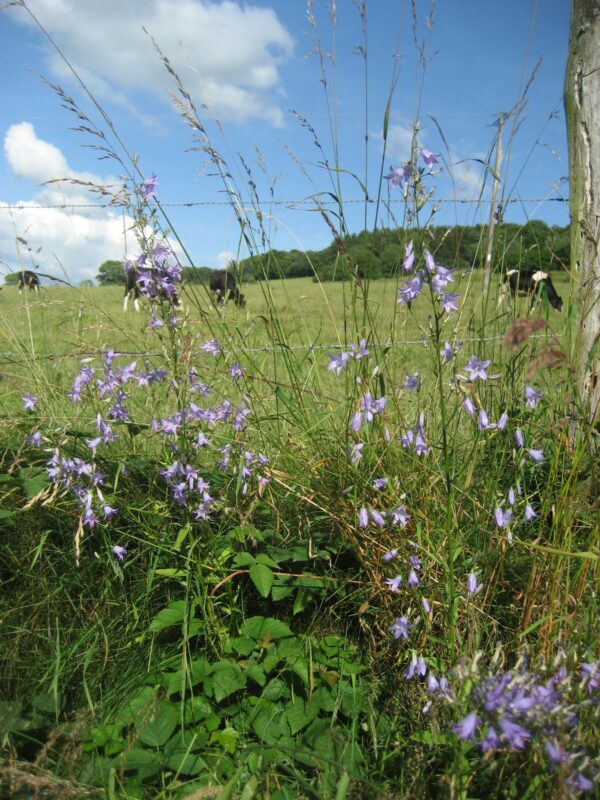 09eme Edition De La BG De Saint Monon 247