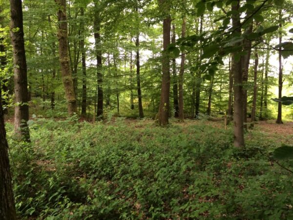 Reconnaissance Parcours BG 2015 026